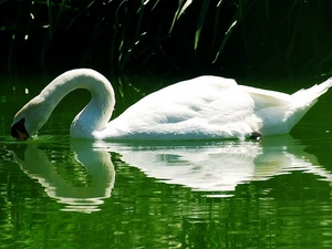 Swans, water, lake, reflection
