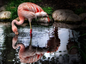 reflection, flamingo, water