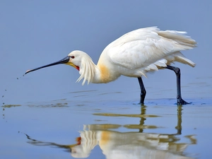 reflection, ladle, water