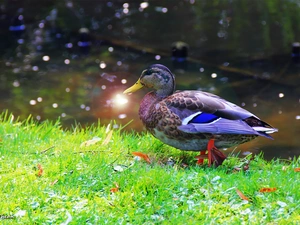 reflex, duck, crossing