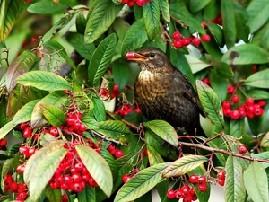 Kalina, rhytidophyllum, Red, blueberries, thrush
