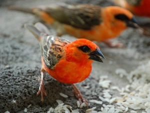 grains, Sparrows, Malagasy, rice