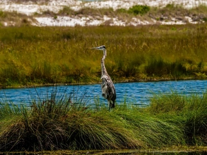 River, heron, grass