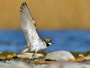 Plover, River, Stones, river