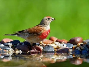 River, linnet, Stones