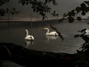 Swan, Platform, Fog, River