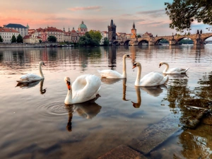 Swan, bridge, Prague, River
