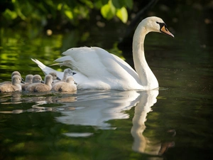 River, Swans, young