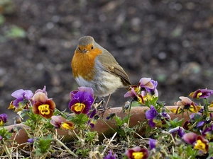 robin, pansies, Bird