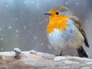 Bird, twig, snow, robin