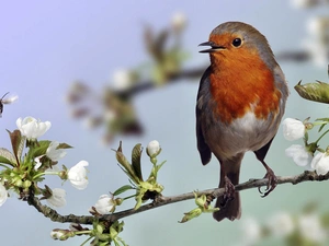 Bird, Blossoming, twig, robin