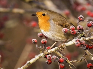 birdies, branch, rowan, robin