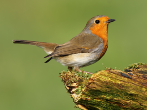 birdies, robin