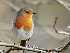 robin, animals, birds