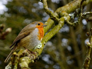 branch pics, Bird, robin