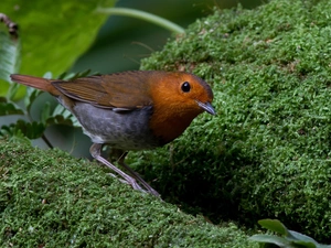 robin, Moss