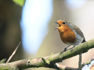 robin, twig