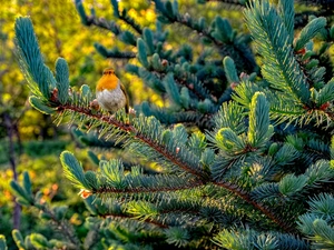 Bird, robin, Twigs, spruce, trees