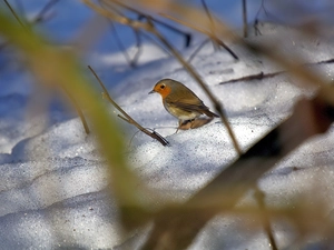 robin, winter