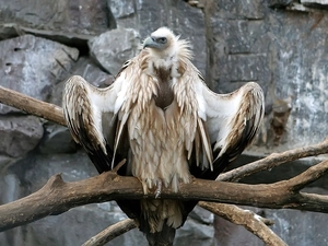 rocks, griffon, branches