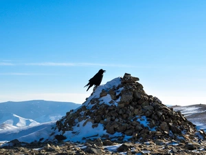 Crow, snow, winter, rocks