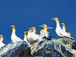 Rocks, herd, gannets