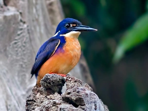 Rocks, Bird, kingfisher