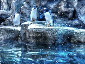 rocks, Three, penguin