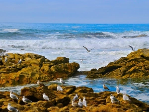 sea, Waves, gulls, rocks