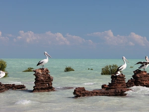 rocks, pelicans, sea