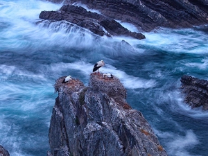 sea, Storks, Portugal, rocks