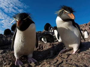 Sky, penguins Rock, rocks