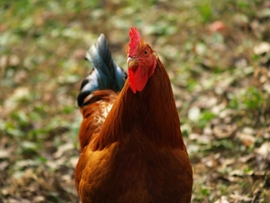rooster