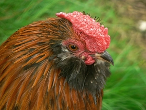 rooster, comb