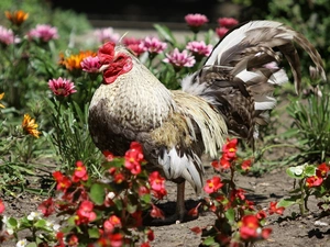 rooster, garden