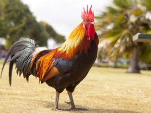rooster