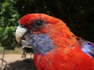Rosella Kings