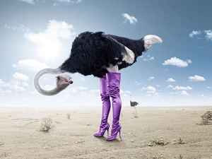 purple, high boots, Sand, ostrich, Sky