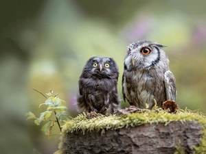 Eurasian Scops Owl, Two, Owls