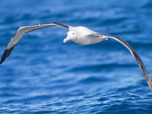 sea, albatross