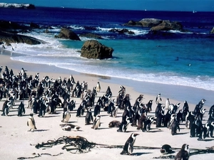 Beaches, Coast, penguin, sea