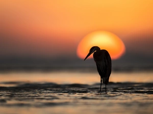 Great Sunsets, heron, sea