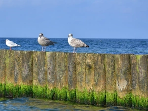 sea, gulls