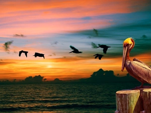 pelican, birds, Sky, sea