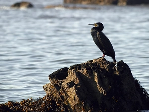sea, cormorant, Rocks