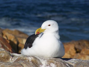 sea, Tern, rocks