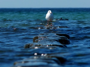 sea, seagull