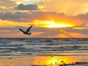 rays of the Sun, seagull, Waves, Sky, sea