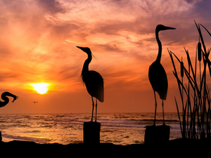 coast, herons, Waves, Great Sunsets, sweet flag, sea