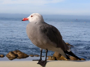 seagull